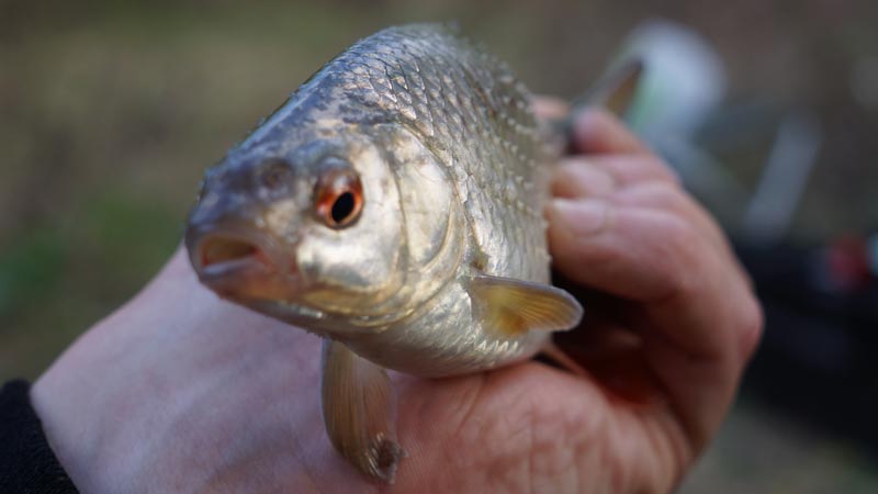 Ручейники - лучшая насадка для рыбалки на фидер весной на реке